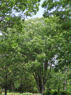 Aesculus turbinata