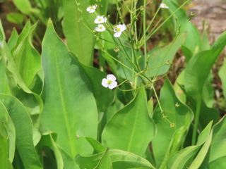 Alisma plantago-aquatica var. orientale