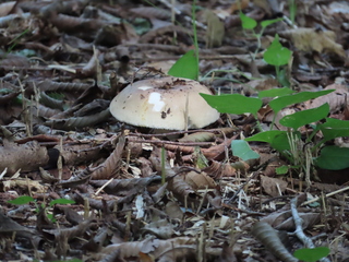 Amanita longistriata?