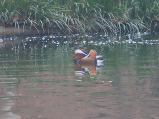 Aix galericulata