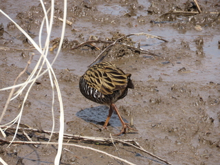 Rallus aquaticus