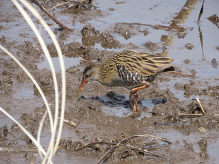 Rallus aquaticus