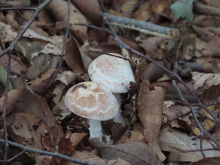 Amanita virosa