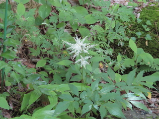 Astilbe japonica