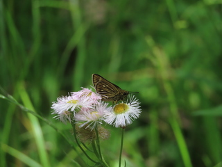 Thoressa varia