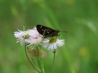 Thoressa varia