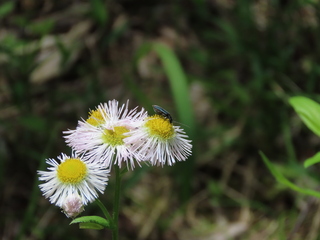 Oedemera lucidicollis