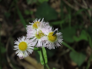 Oedemera lucidicollis