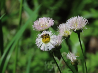 Panurginus crawfordi