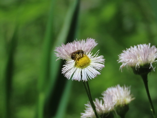 Panurginus crawfordi