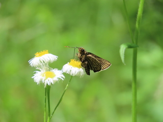 Thoressa varia