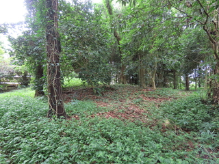 IMG_4657.JPG