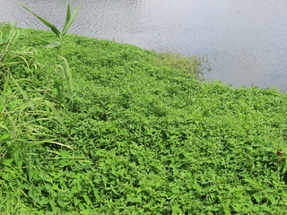 Alternanthera philoxeroides