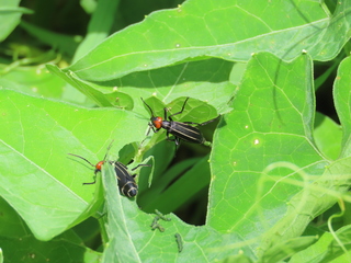 IMG_4672.JPG