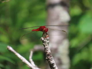 Crocothemis servilia mariannae