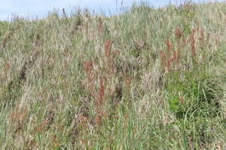 Rumex acetosa