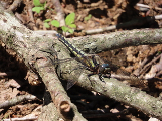 Orthetrum japonicum