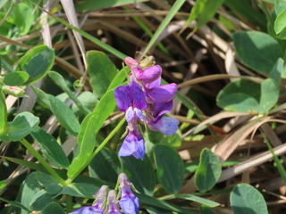 IMG_4684.JPG