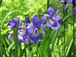 Iris sanguinea