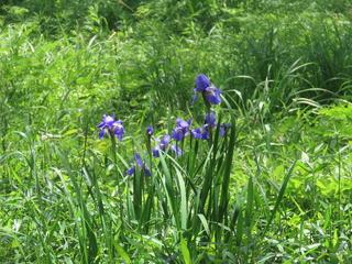 Iris sanguinea