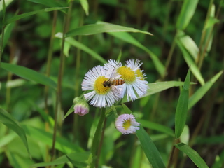 Episyrphus balteatus