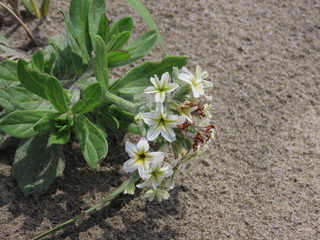 Heliotropium japonicum