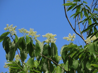 Cornus controversa