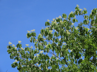 Cornus controversa