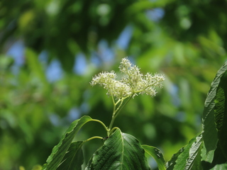 Cornus controversa
