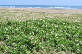 Heliotropium japonicum
