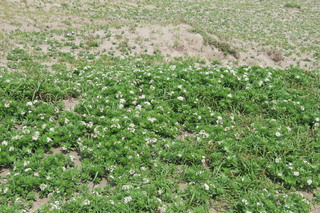 Heliotropium japonicum