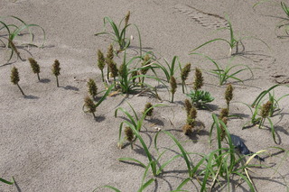 Carex kobomugi