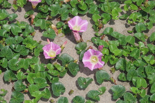 Calystegia soldanella