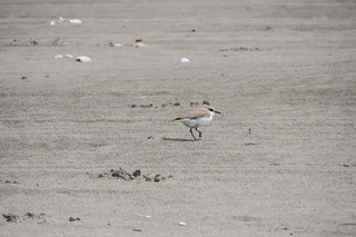 Charadrius alexandrinus