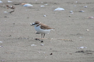 Charadrius alexandrinus