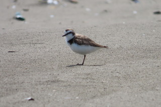 Charadrius alexandrinus