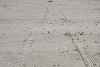 Charadrius alexandrinus