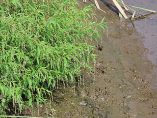 Persicaria hydropiper