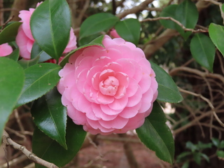Camellia japonica var. rosacea