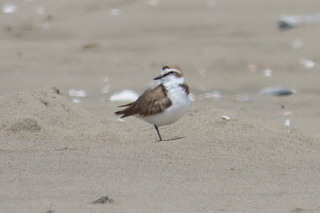 Charadrius alexandrinus