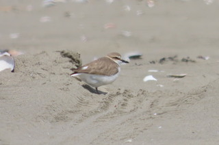 Charadrius alexandrinus