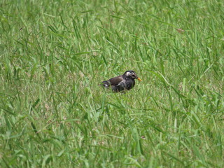 Spodiopsar cineraceus