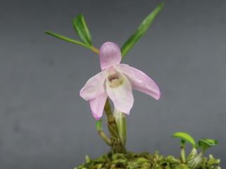 Dendrobium cv.