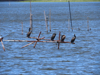 Phalacrocorax carbo