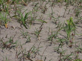Zoysia macrostachya