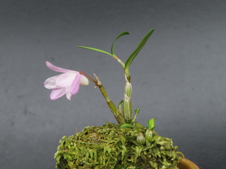 Dendrobium cv.