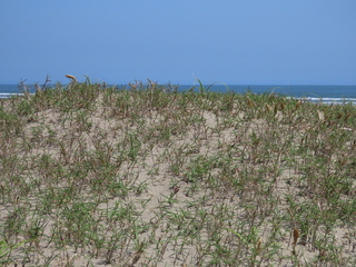 Zoysia macrostachya