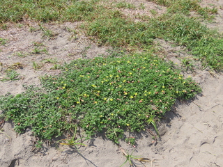 Oenothera laciniata