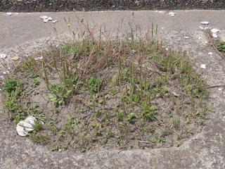 Plantago virginica