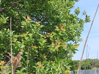 Salix chaenomeloides